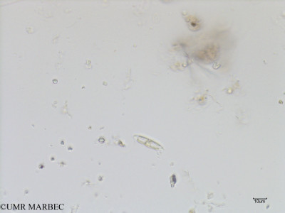 phyto/Bizerte/bizerte_bay/RISCO July 2016/Navicula sp2 (Baie_T1A-cf navicula sp14-1).tif(copy)_thumb.jpg